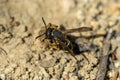 Female Potter wasp sitting on top of her nest