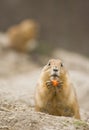 Female prairie dog eating carrot Royalty Free Stock Photo