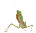 Female Praying Mantis, Rhombodera Basalis Royalty Free Stock Photo