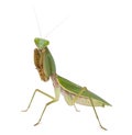 Female Praying Mantis, Rhombodera Basalis Royalty Free Stock Photo