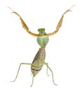 Female Praying Mantis, Rhombodera Basalis Royalty Free Stock Photo