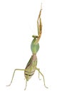 Female Praying Mantis, Rhombodera Basalis Royalty Free Stock Photo