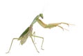 Female Praying Mantis, Rhombodera Basalis Royalty Free Stock Photo