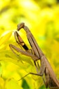 Female Praying Mantis, Rhombodera Basalis, close up macro shot for mantis. Royalty Free Stock Photo