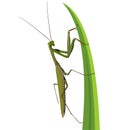 Female Praying Mantis on white