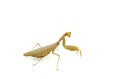 Female pregnant european Mantis or Praying Mantis, Mantis religiosa isolated on a white