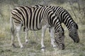 Female pregnant Zebra in Etosha Royalty Free Stock Photo