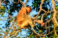 Female proboscis monkey attending to her baby Royalty Free Stock Photo