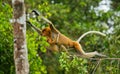 The female proboscis monkey with a baby of jumping from tree to tree in the jungle. Indonesia. The island of Borneo Kalimantan. Royalty Free Stock Photo