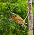 The female proboscis monkey with a baby of jumping from tree to tree in the jungle. Indonesia. The island of Borneo Kalimantan. Royalty Free Stock Photo