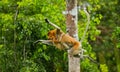 The female proboscis monkey with a baby of jumping from tree to tree in the jungle. Indonesia. The island of Borneo Kalimantan. Royalty Free Stock Photo