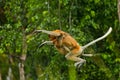 The female proboscis monkey with a baby of jumping from tree to tree in the jungle. Indonesia. The island of Borneo Kalimantan. Royalty Free Stock Photo