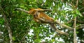 The female proboscis monkey with a baby of jumping from tree to tree in the jungle. Indonesia. The island of Borneo Kalimantan. Royalty Free Stock Photo