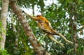 The female proboscis monkey with a baby of jumping from tree to tree in the jungle. Indonesia. The island of Borneo Kalimantan. Royalty Free Stock Photo