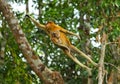 The female proboscis monkey with a baby of jumping from tree to tree in the jungle. Indonesia. The island of Borneo Kalimantan. Royalty Free Stock Photo