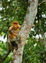 The female proboscis monkey with a baby sits on a tree in the jungle. Indonesia. The island of Borneo Kalimantan. Royalty Free Stock Photo