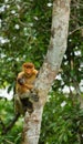 The female proboscis monkey with a baby sits on a tree in the jungle. Indonesia. The island of Borneo Kalimantan. Royalty Free Stock Photo