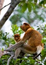 The female proboscis monkey with a baby sits on a tree in the jungle. Indonesia. The island of Borneo Kalimantan. Royalty Free Stock Photo