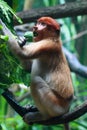 A Female Proboscis Monkey (Bekantan)