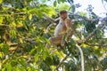 Female Proboscis monkey Royalty Free Stock Photo