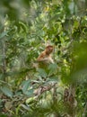 Female Proboscis monkey (Nasalis larvatus) in Bako National Park, Sarawak, Borneo Royalty Free Stock Photo