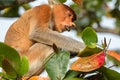 Female Proboscis monkey (Nasalis larvatus) in Bako National Park, Sarawak, Borneo Royalty Free Stock Photo