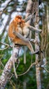 Female proboscis monkey Nasalis larvatus with a cub Royalty Free Stock Photo