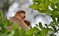 A female proboscis monkey Nasalis larvatus with a cub in a native habitat. Long-nosed monkey, known as the bekantan in Indonesia Royalty Free Stock Photo