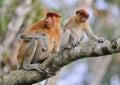 A female proboscis monkey Nasalis larvatus with a cub in a natura habitat.