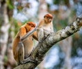 A female proboscis monkey Nasalis larvatus with a cub Royalty Free Stock Photo