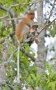 A female proboscis monkey Nasalis larvatus and cub on the tree in a natural habitat. Royalty Free Stock Photo