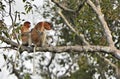 A female proboscis monkey Nasalis larvatus and cub on the tree in a natural habitat. Royalty Free Stock Photo