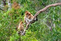 A female proboscis monkey Nasalis larvatus and cub on the tree in a natural habitat. Royalty Free Stock Photo