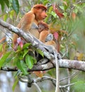 A female proboscis monkey Nasalis larvatus feeding a cub on th