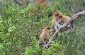 A female proboscis monkey Nasalis larvatus feeding a cub on the tree Royalty Free Stock Photo