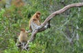 A female proboscis monkey Nasalis larvatus feeding a cub on the tree in a natural habitat. Royalty Free Stock Photo