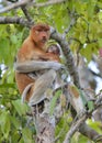 A female proboscis monkey Nasalis larvatus feeding a cub on the tree in a natural habitat. Royalty Free Stock Photo