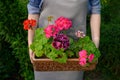 Female professional gardener, florist in apron holding colorful geranium flowers in pot outside. Concept of gardening Royalty Free Stock Photo