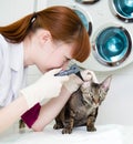 Female professional vet doctor examining a cat's ear with an otoscope