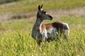 Female Pronghorn Royalty Free Stock Photo