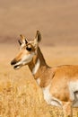 Female Pronghorn Royalty Free Stock Photo