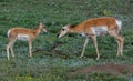 Female pronghorn standing with her calf on the green grass in Yellowstone National Park Royalty Free Stock Photo