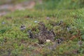 A female Ptarmigan and chicks Iceland