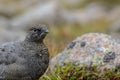 Female ptarmigan Lagopus muta during late august amidst the scree in the cairngorms national parl, scotland.