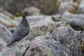 Female ptarmigan Lagopus muta during late august amidst the scree in the cairngorms national parl, scotland.