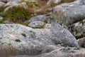 Female ptarmigan Lagopus muta during late august amidst the scree in the cairngorms national parl, scotland.