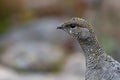 Female ptarmigan Lagopus muta during late august amidst the scree in the cairngorms national parl, scotland.