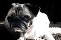 Female pug dog closeup on face expression, cute adult Canis lupus familiaris at home in black and white colors laying on the Royalty Free Stock Photo