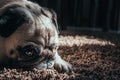 Female pug dog closeup on face expression, cute adult Canis lupus familiaris at home in black and white colors laying on the Royalty Free Stock Photo