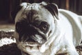 Female pug dog closeup on face expression, cute adult Canis lupus familiaris at home in black and white colors laying on the Royalty Free Stock Photo